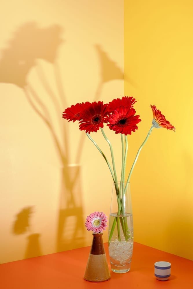 5 Red & 1 Pink Gerber's Photography Art | Lester Blair Gallery