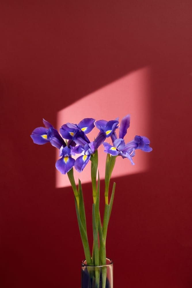 Irises 3 Photography Art | Lester Blair Gallery