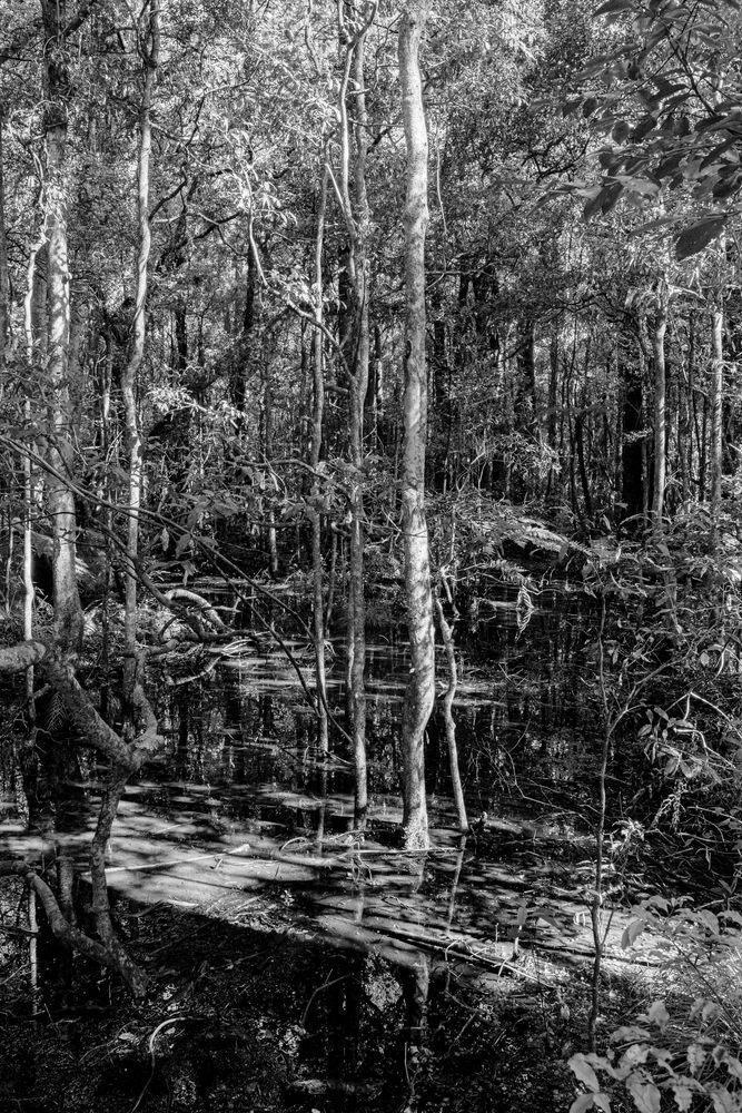 Wet Lands Fensham Reserve Photography Art | Lester Blair Gallery