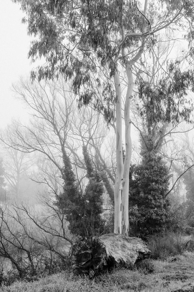 Gum Tree By Waipoua River Photography Art | Lester Blair Gallery