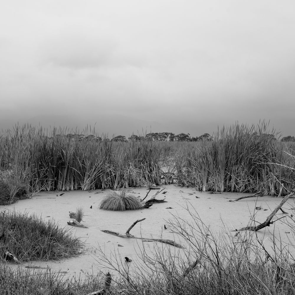 Wetlands Boggy Pond No 2 Photography Art | Lester Blair Gallery