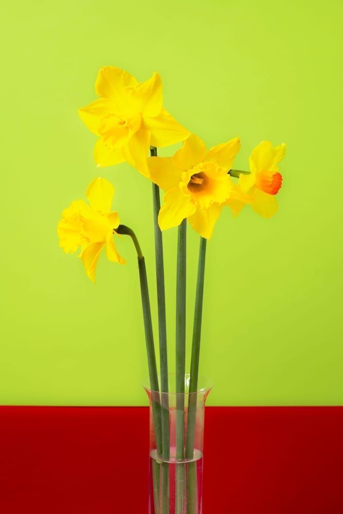 Daffodils Photography Art | Lester Blair Gallery