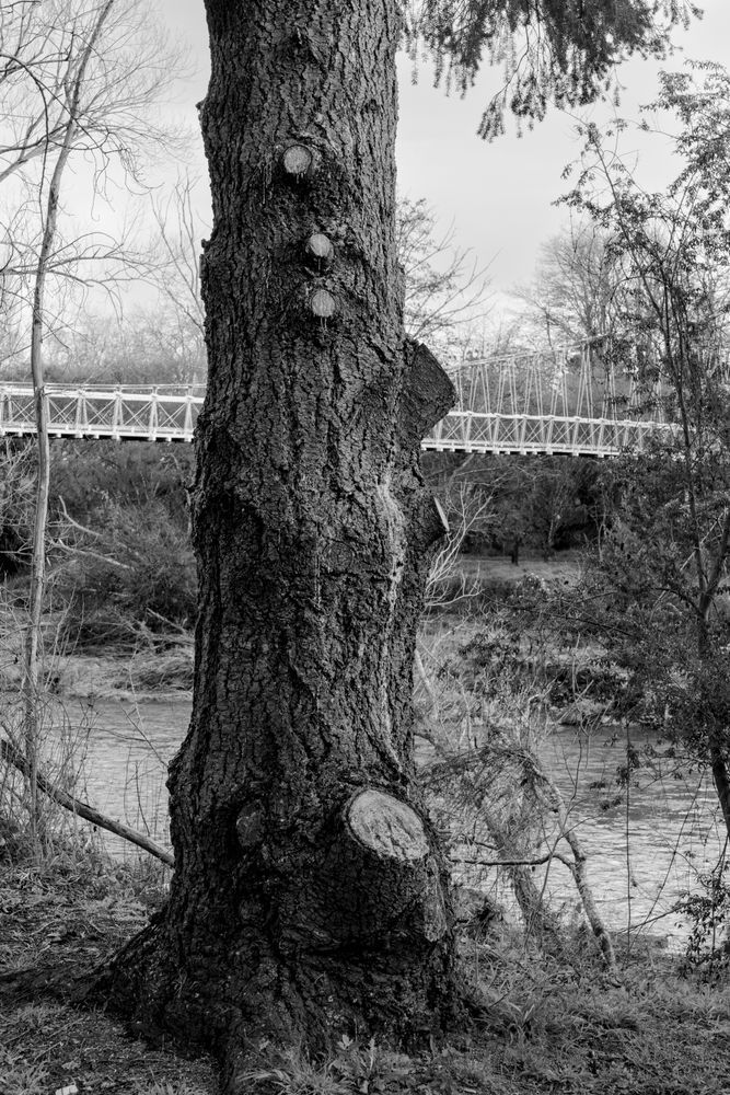 Waipoua River & Bridge Photography Art | Lester Blair Gallery