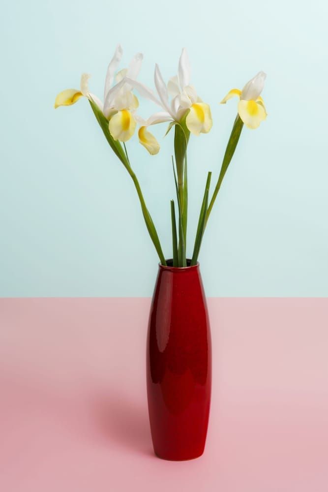 Yellow Irises On Green & Pink Photography Art | Lester Blair Gallery