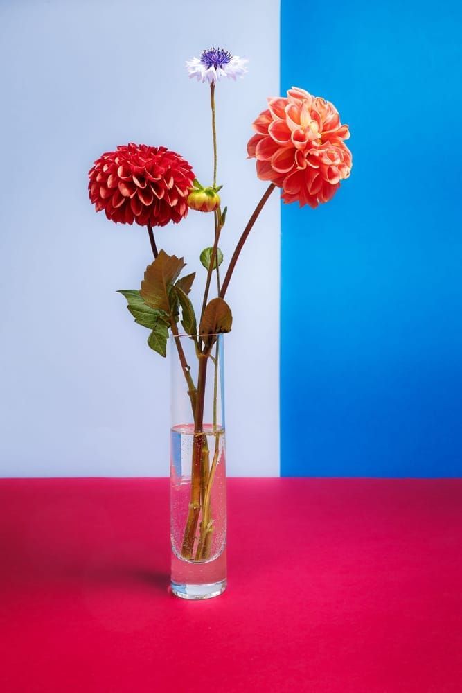 Red & Orange Dahlia With A Little Blue Photography Art | Lester Blair Gallery