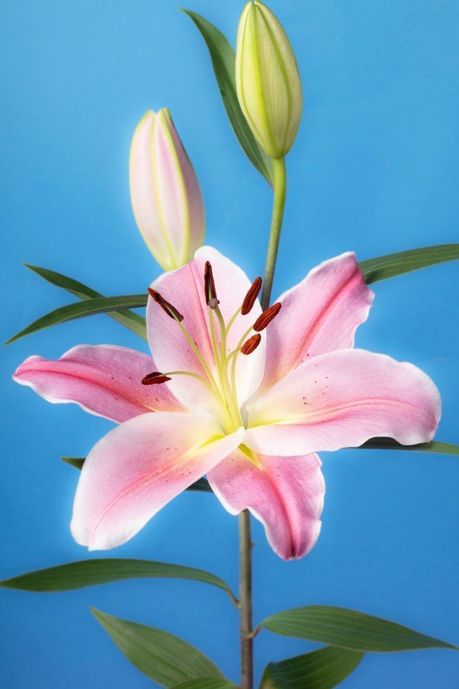 Just One Lily Photography Art | Lester Blair Gallery