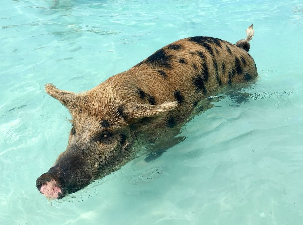 Swimming With The Pigs Art | The Eclectic Art Source LLC