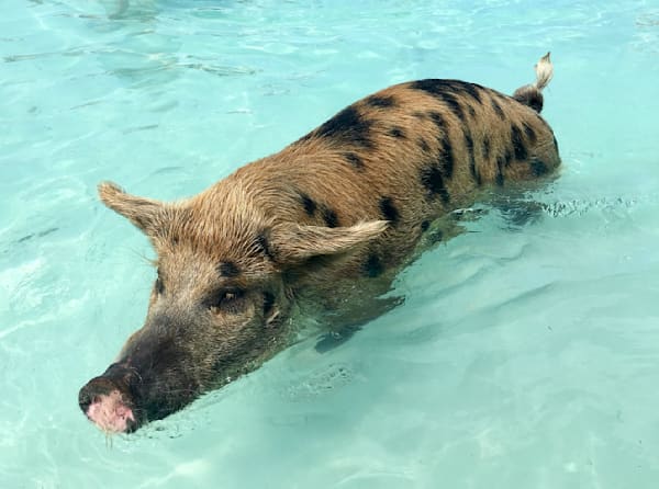 Swimming With The Pigs Art | The Eclectic Art Source LLC