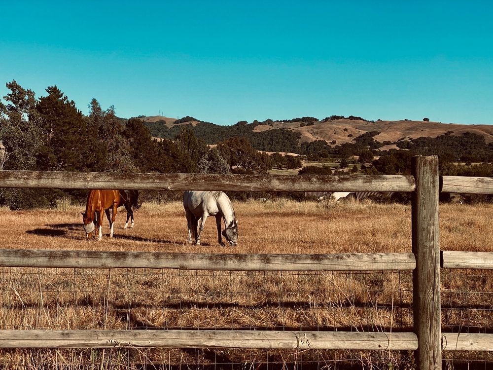 White Horse Art | The Eclectic Art Source LLC