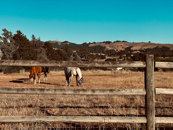 White Horse Art | The Eclectic Art Source LLC