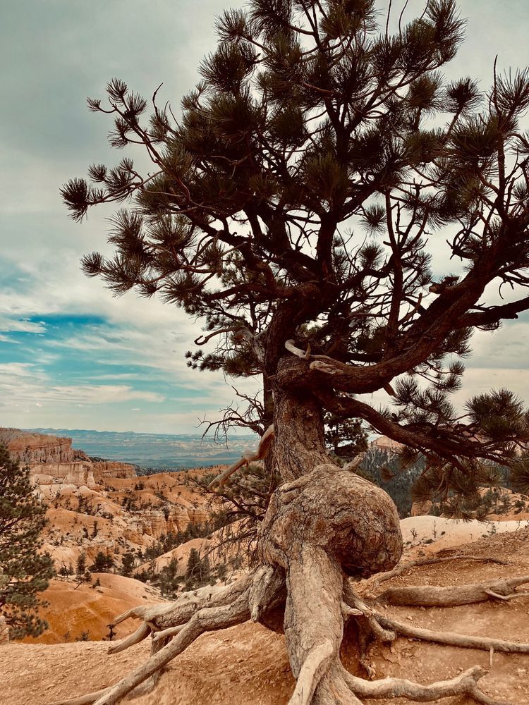 Twisted Tree Art | The Eclectic Art Source LLC