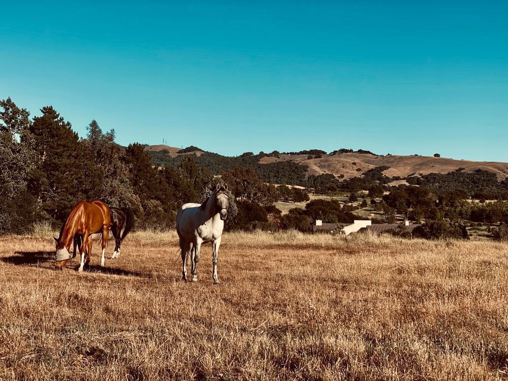 Horses In The Pasture Art | The Eclectic Art Source LLC