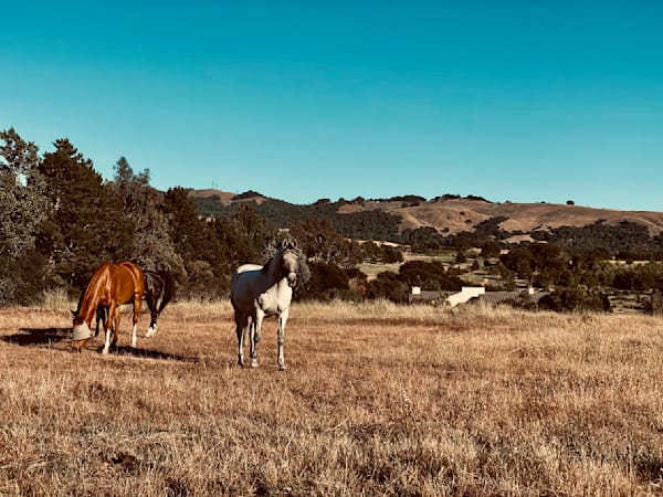 Horses In The Pasture Art | The Eclectic Art Source LLC
