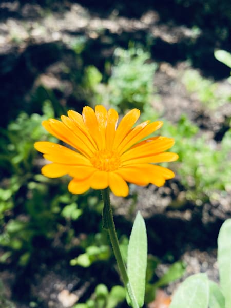 Beautiful Daisy Art | The Eclectic Art Source LLC