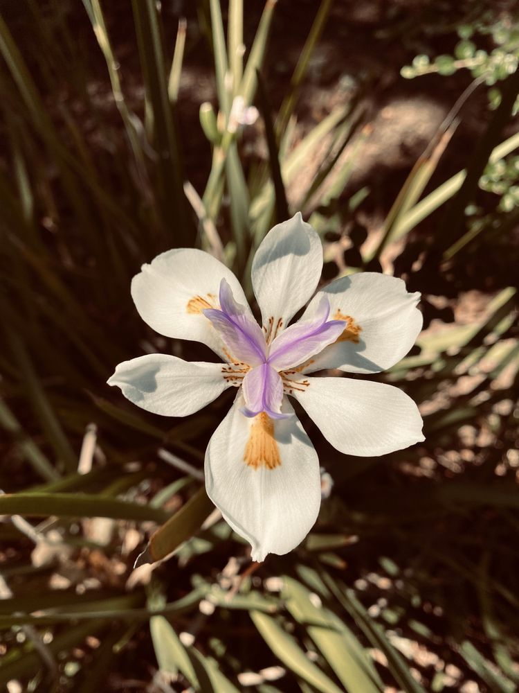 Beautiful Lily Art | The Eclectic Art Source LLC
