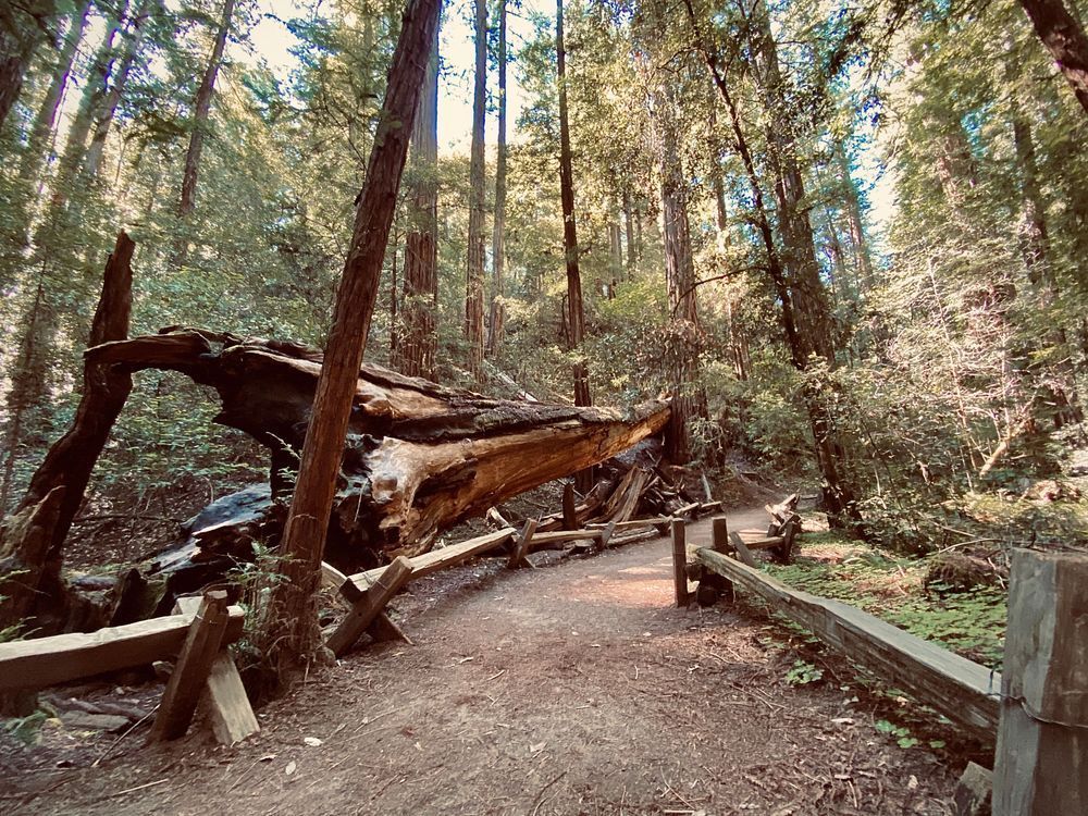 Fallen Tree Art | The Eclectic Art Source LLC