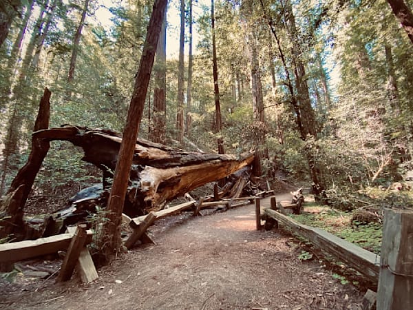 Fallen Tree Art | The Eclectic Art Source LLC