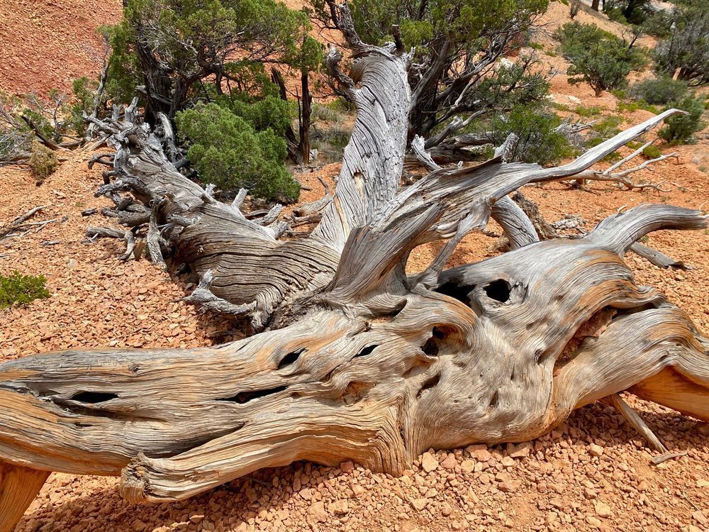 Twisted Dead Art | The Eclectic Art Source LLC