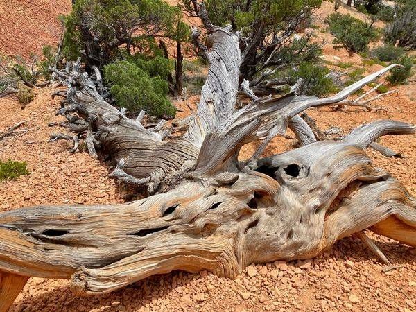 Twisted Dead Art | The Eclectic Art Source LLC