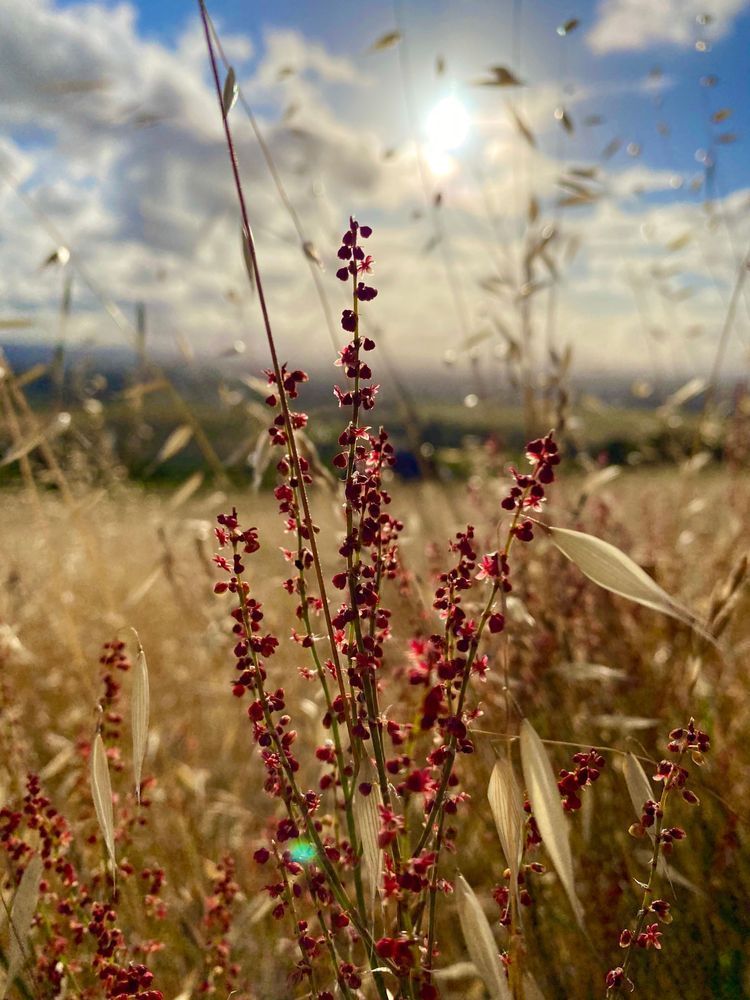 Summer Fields Art | The Eclectic Art Source LLC