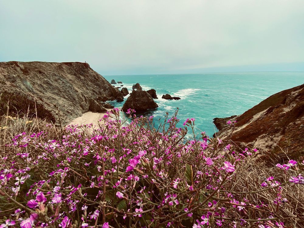 Flowers And The Bay Art | The Eclectic Art Source LLC