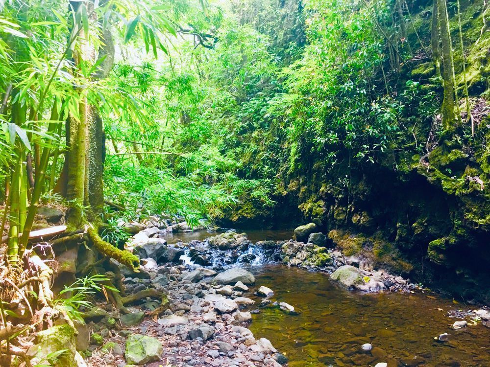 Forest Stream Art | The Eclectic Art Source LLC