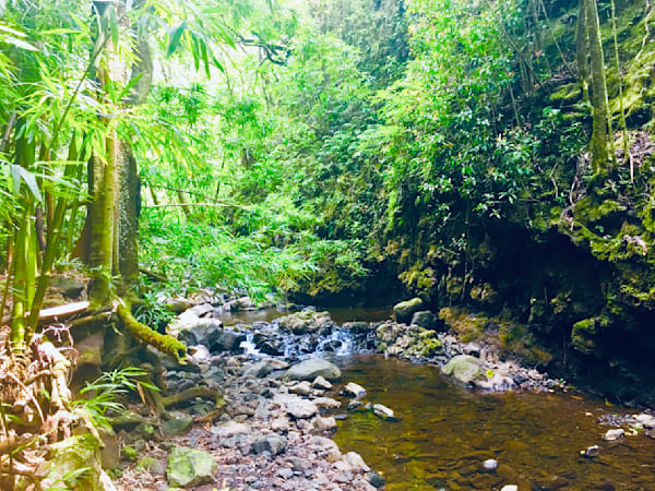 Forest Stream Art | The Eclectic Art Source LLC