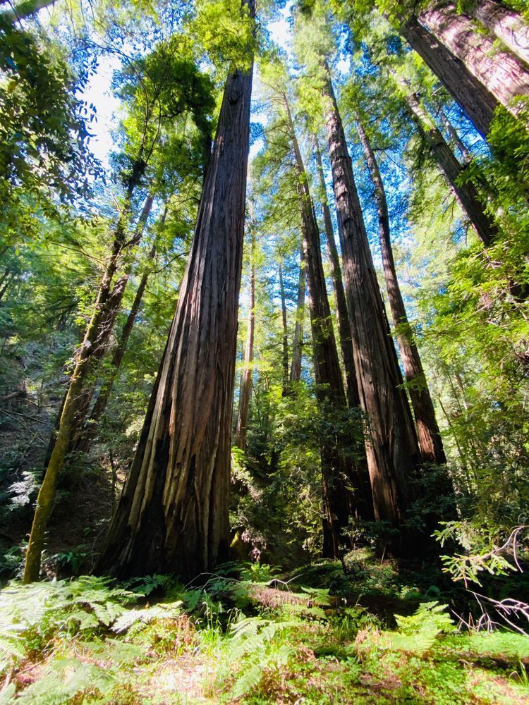 Deep Forest Art | The Eclectic Art Source LLC