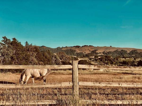 Horse And Mountain Art | The Eclectic Art Source LLC