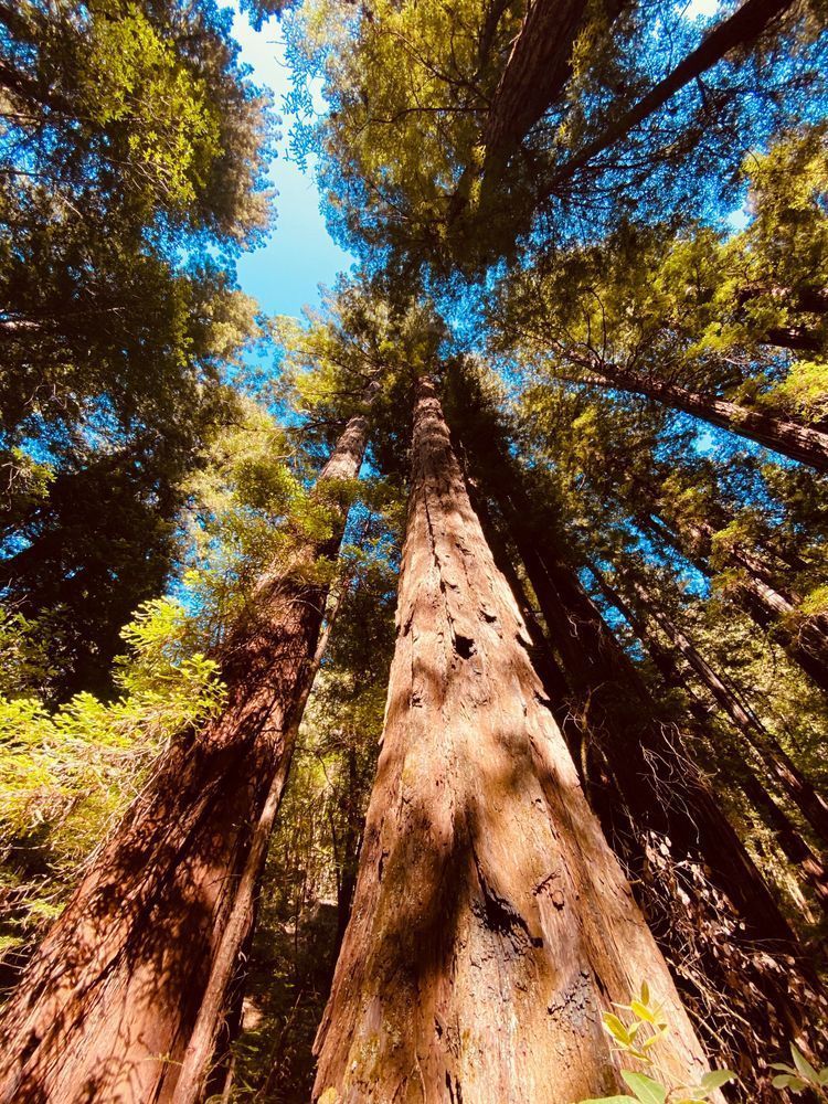 Look Up To The Giants Art | The Eclectic Art Source LLC