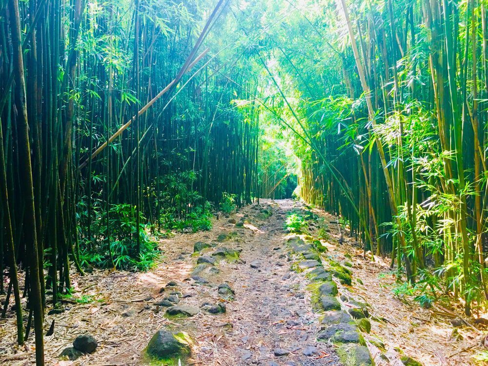 Deep Into The Forest Art | The Eclectic Art Source LLC