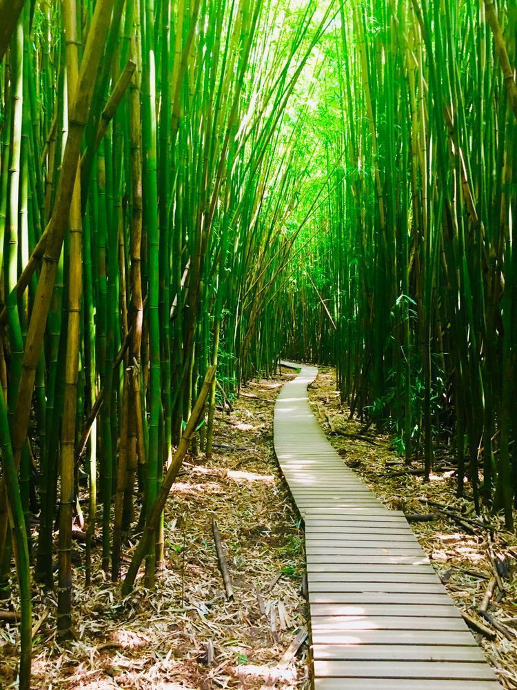 Bamboo Forest Art | The Eclectic Art Source LLC