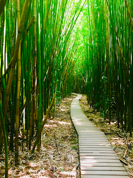 Bamboo Forest Art | The Eclectic Art Source LLC