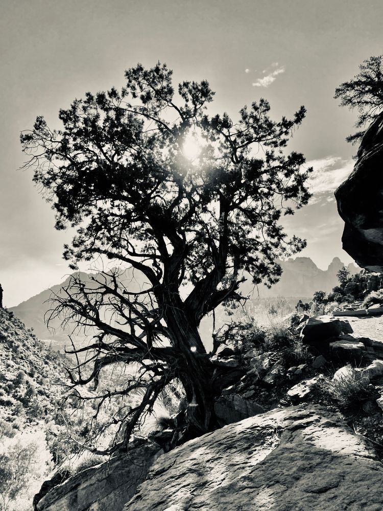Mountain Side Tree Art | The Eclectic Art Source LLC
