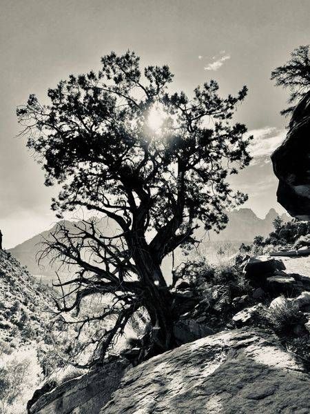 Mountain Side Tree Art | The Eclectic Art Source LLC