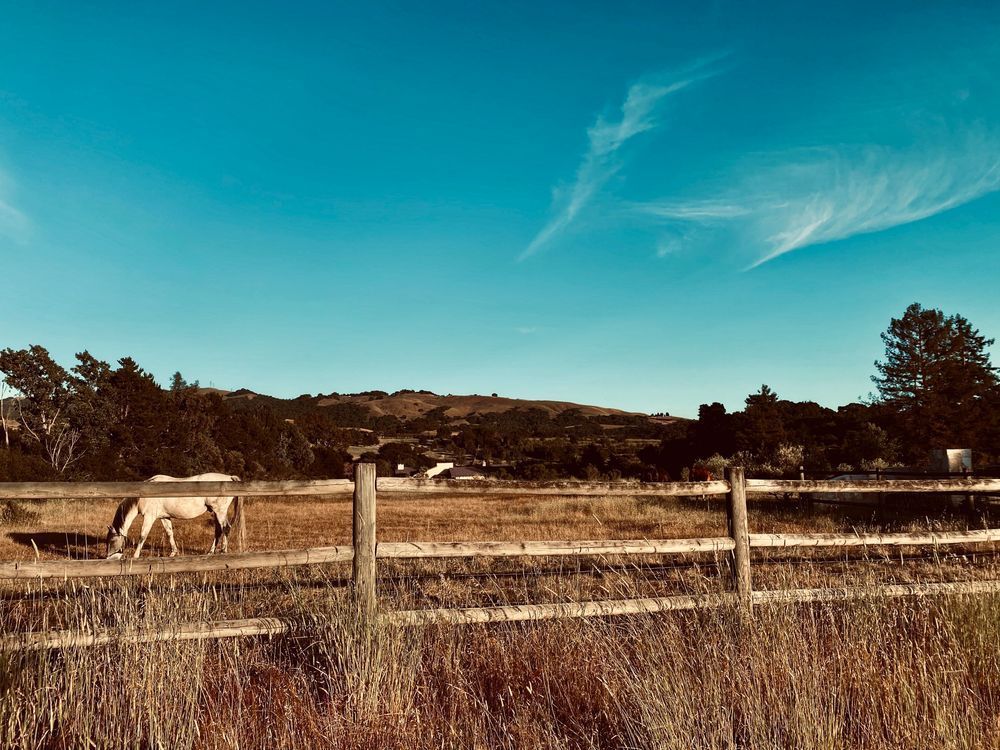 Horses In Meadows Art | The Eclectic Art Source LLC