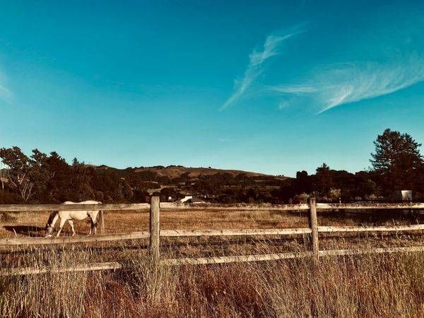 Horses In Meadows Art | The Eclectic Art Source LLC