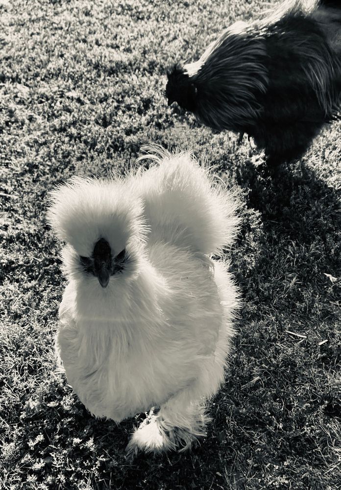 Chicken Boss Art | The Eclectic Art Source LLC