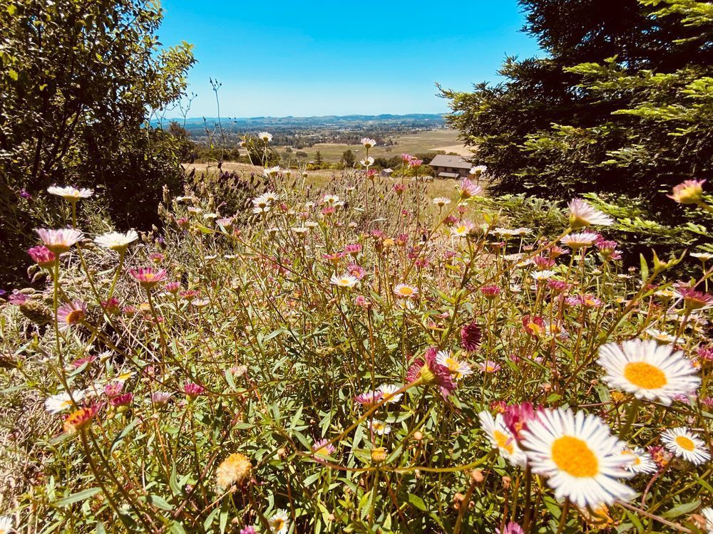 Daisy Mountainside Art | The Eclectic Art Source LLC