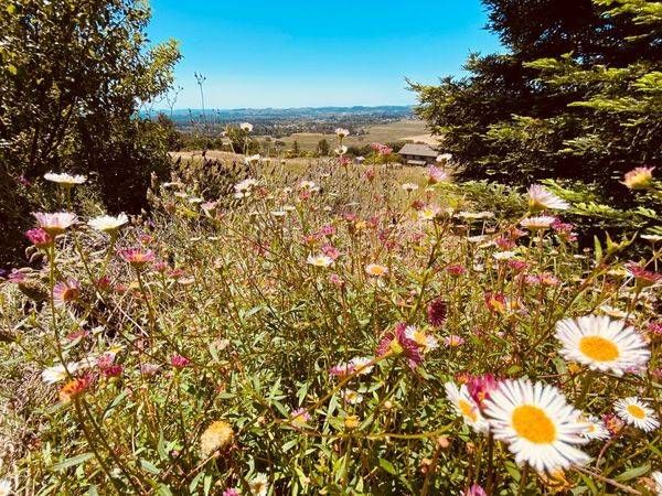 Daisy Mountainside Art | The Eclectic Art Source LLC
