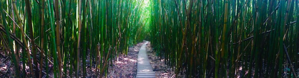 Bamboo Forest Art | The Eclectic Art Source LLC