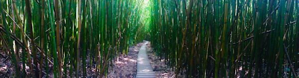Bamboo Forest Art | The Eclectic Art Source LLC