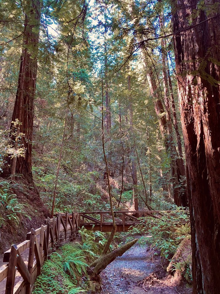 Trail Of Giants Art | The Eclectic Art Source LLC