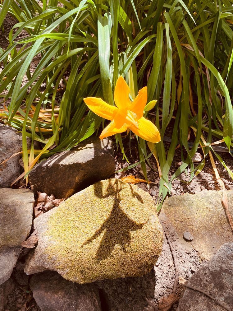 Yellow Lily Shadow Art | The Eclectic Art Source LLC
