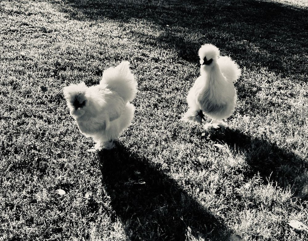 Chicken Posse Art | The Eclectic Art Source LLC