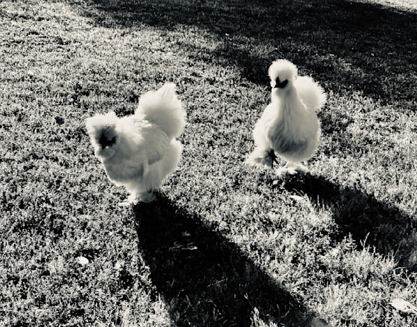 Chicken Posse Art | The Eclectic Art Source LLC