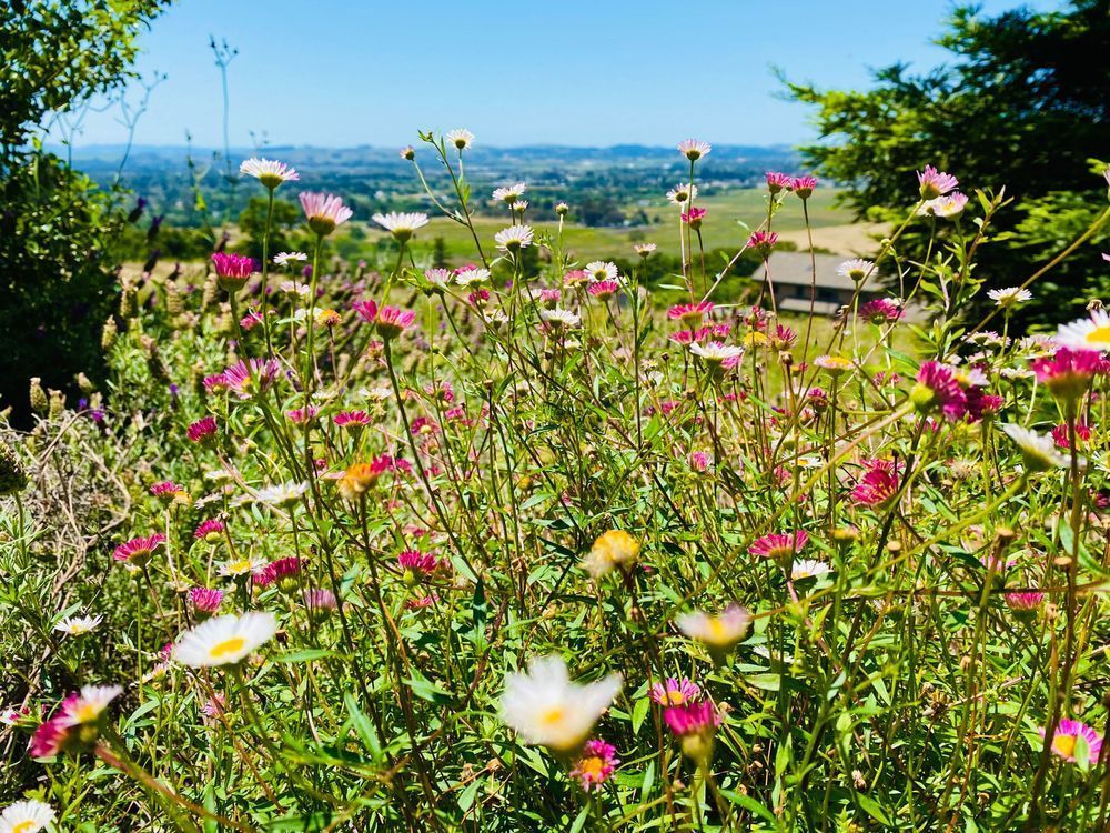 Mountainside Daisies Art | The Eclectic Art Source LLC