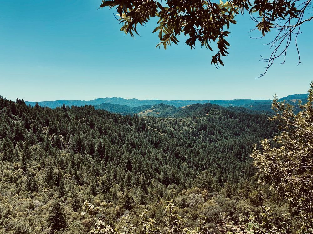 Wooded Mountains Art | The Eclectic Art Source LLC
