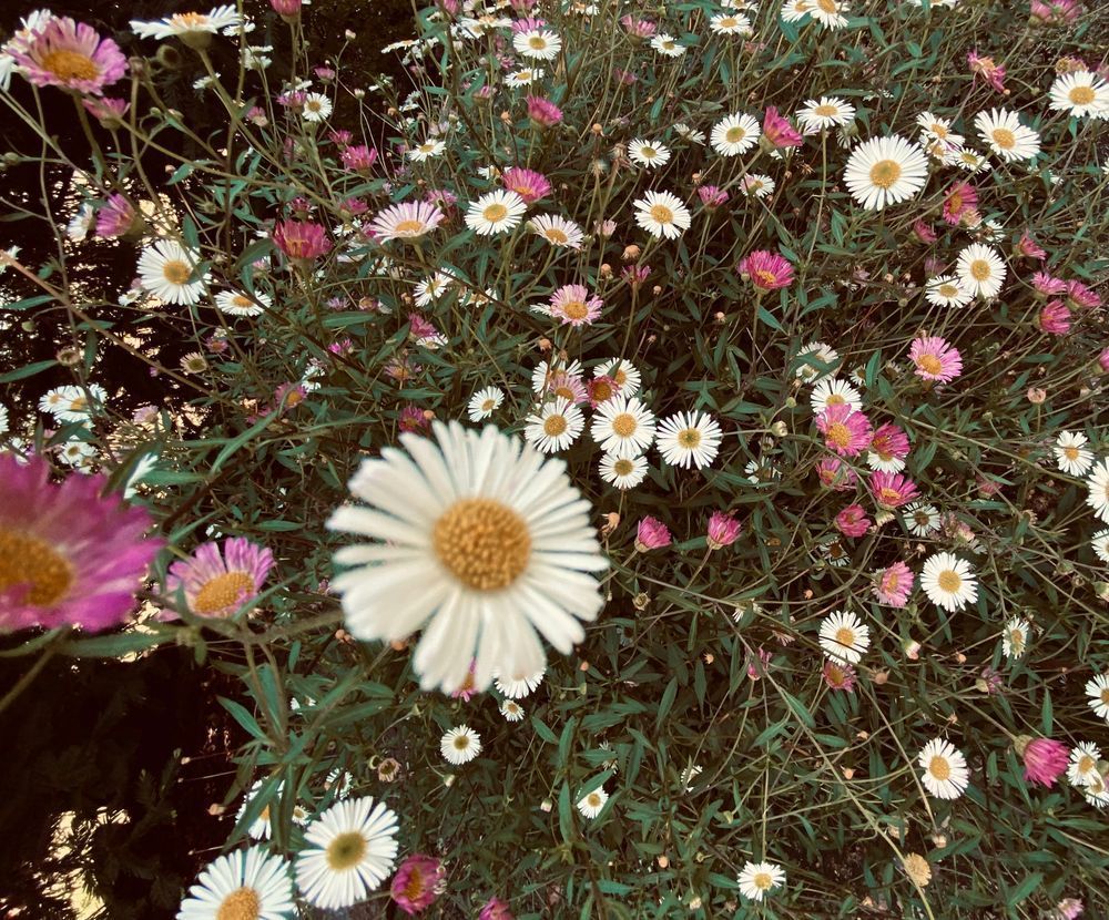 Daisies In A Row Art | The Eclectic Art Source LLC