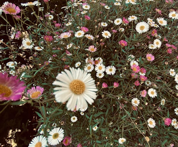 Daisies In A Row Art | The Eclectic Art Source LLC